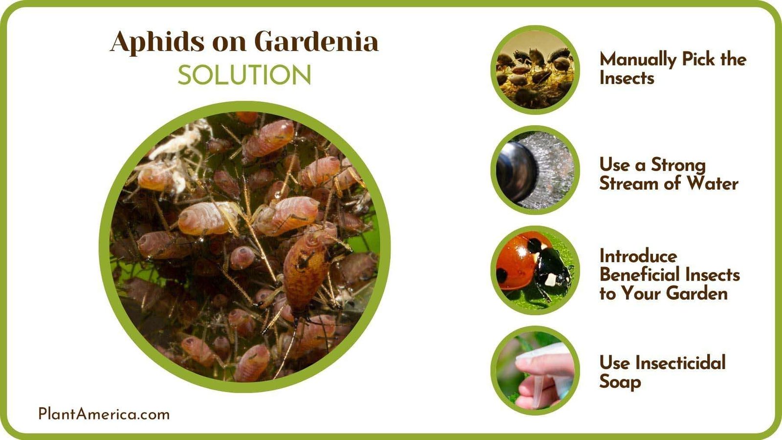 Getting Rid of Aphids From Gardenias Plant America