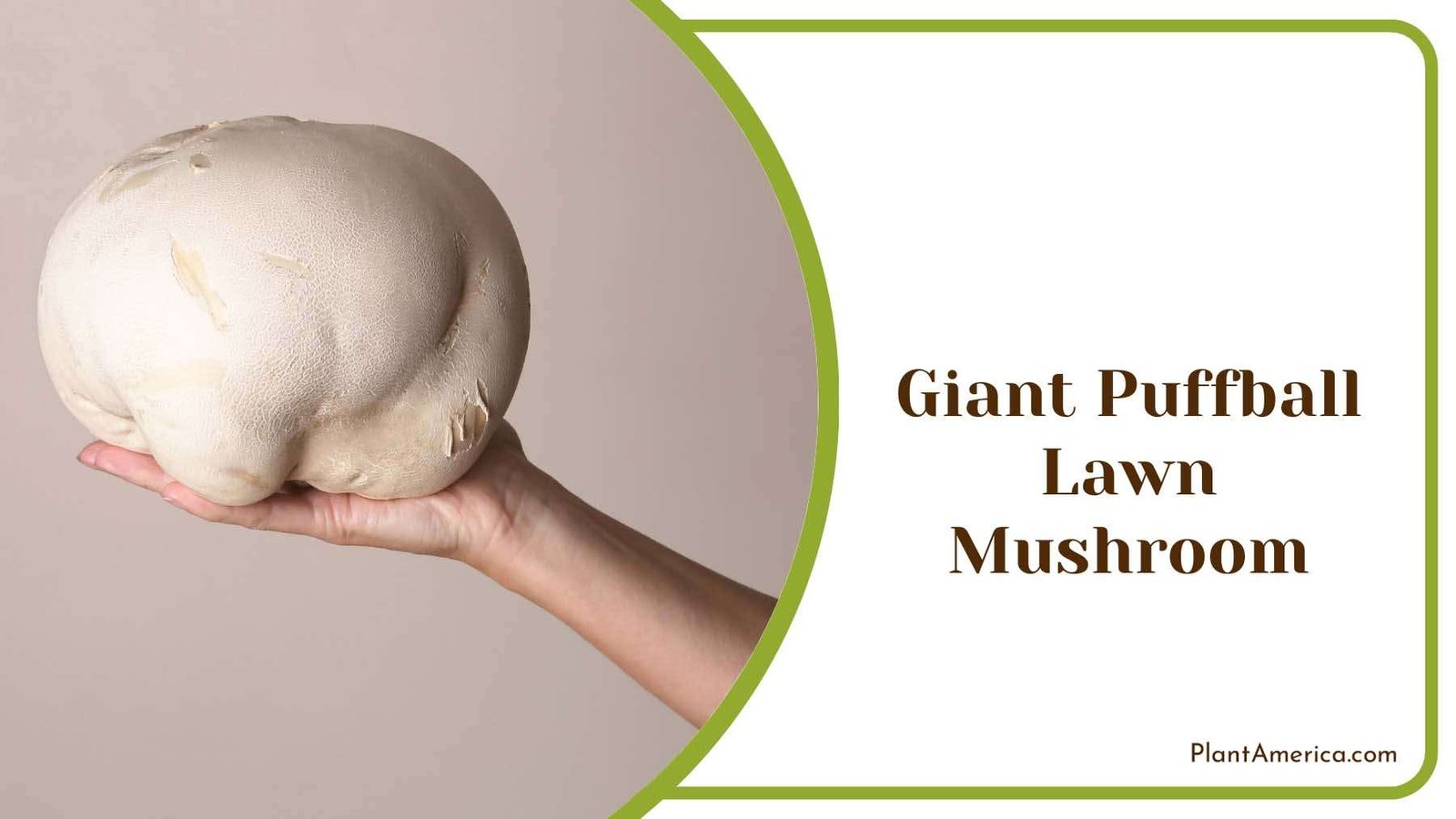 Giant Puffball Lawn Mushroom Plant America