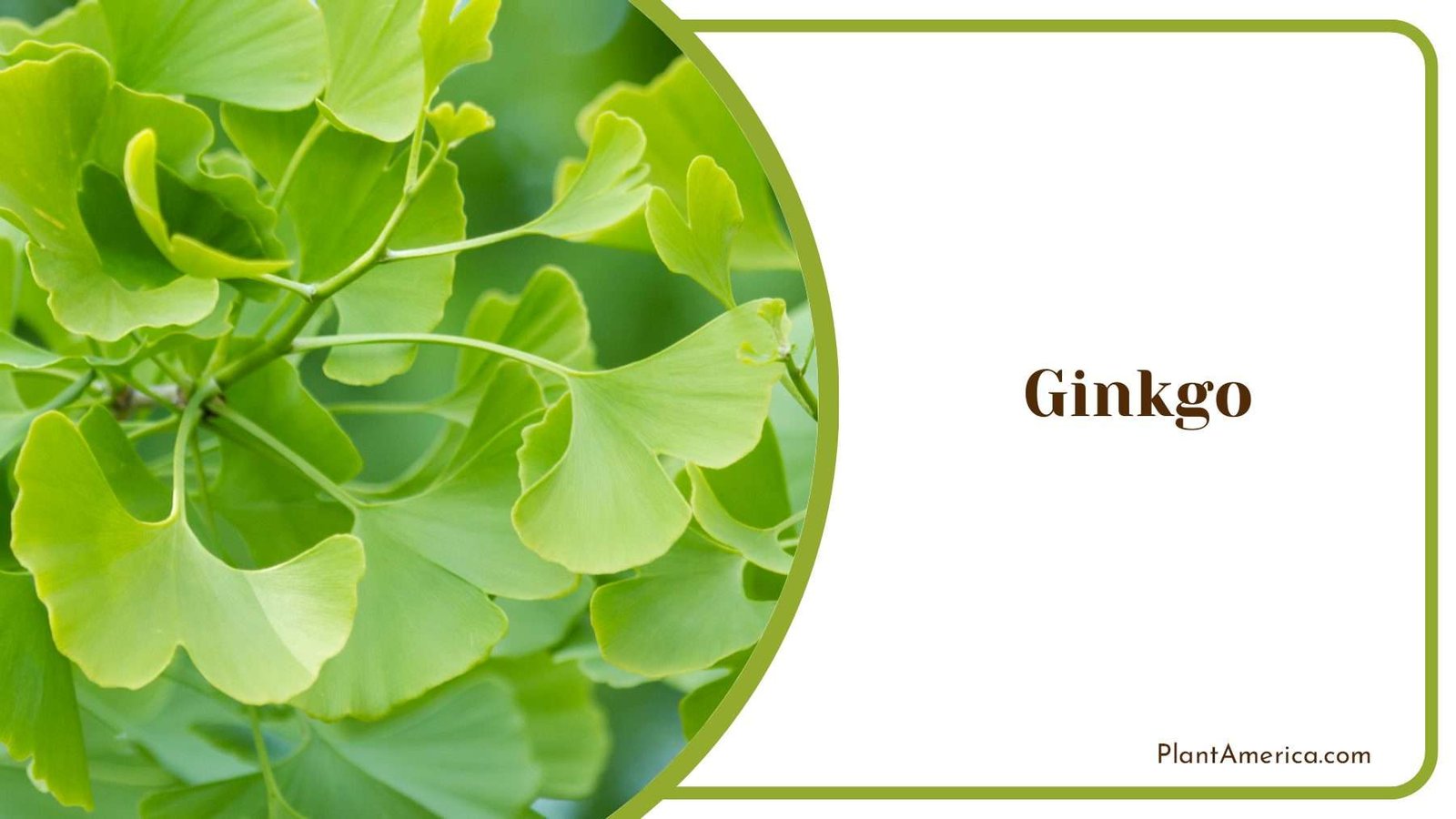 Ginkgo Tree Plant America Ginkgo Tree Plant America