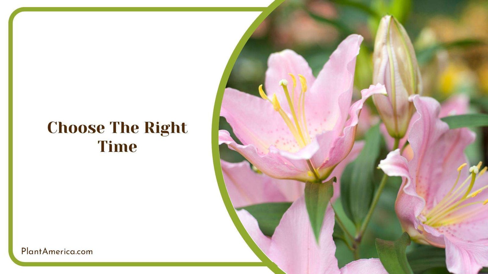 Glamorous Oriental Lily Under Spring Light Plant America