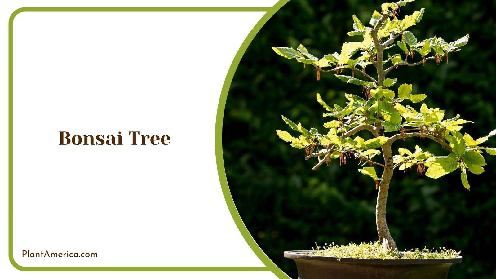 Glorious Bonsai Tree Under Sunlight Plant America Glorious Bonsai Tree Under Sunlight Plant America