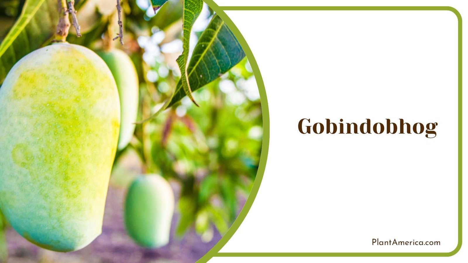 Gobindobhog Greenish Yellow Skins PlantAmerica
