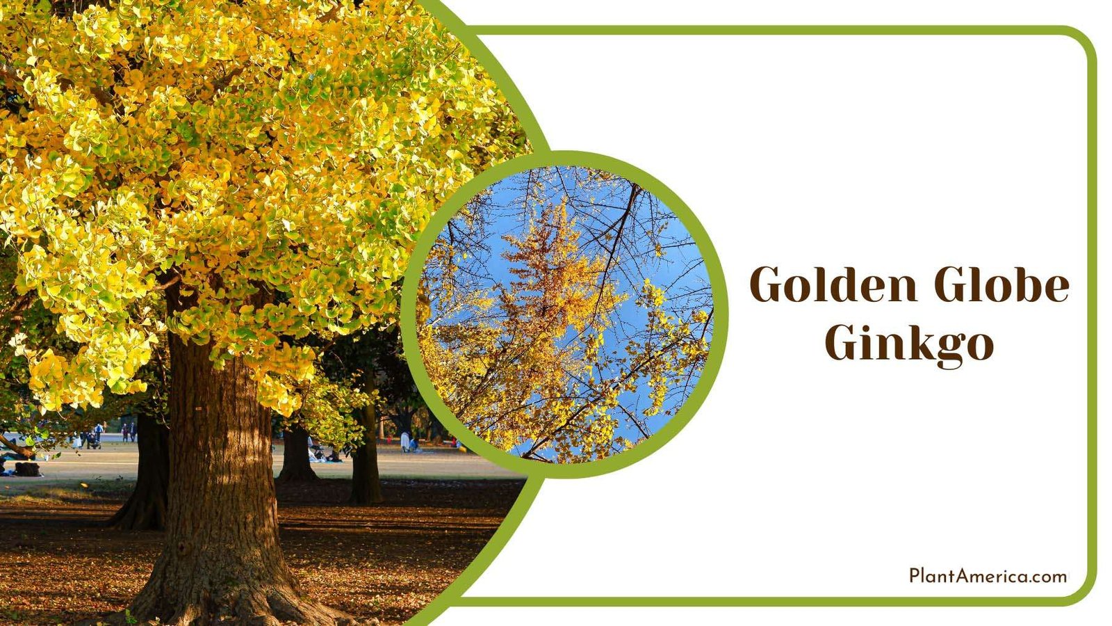 Golden Globe Ginkgo Plant America