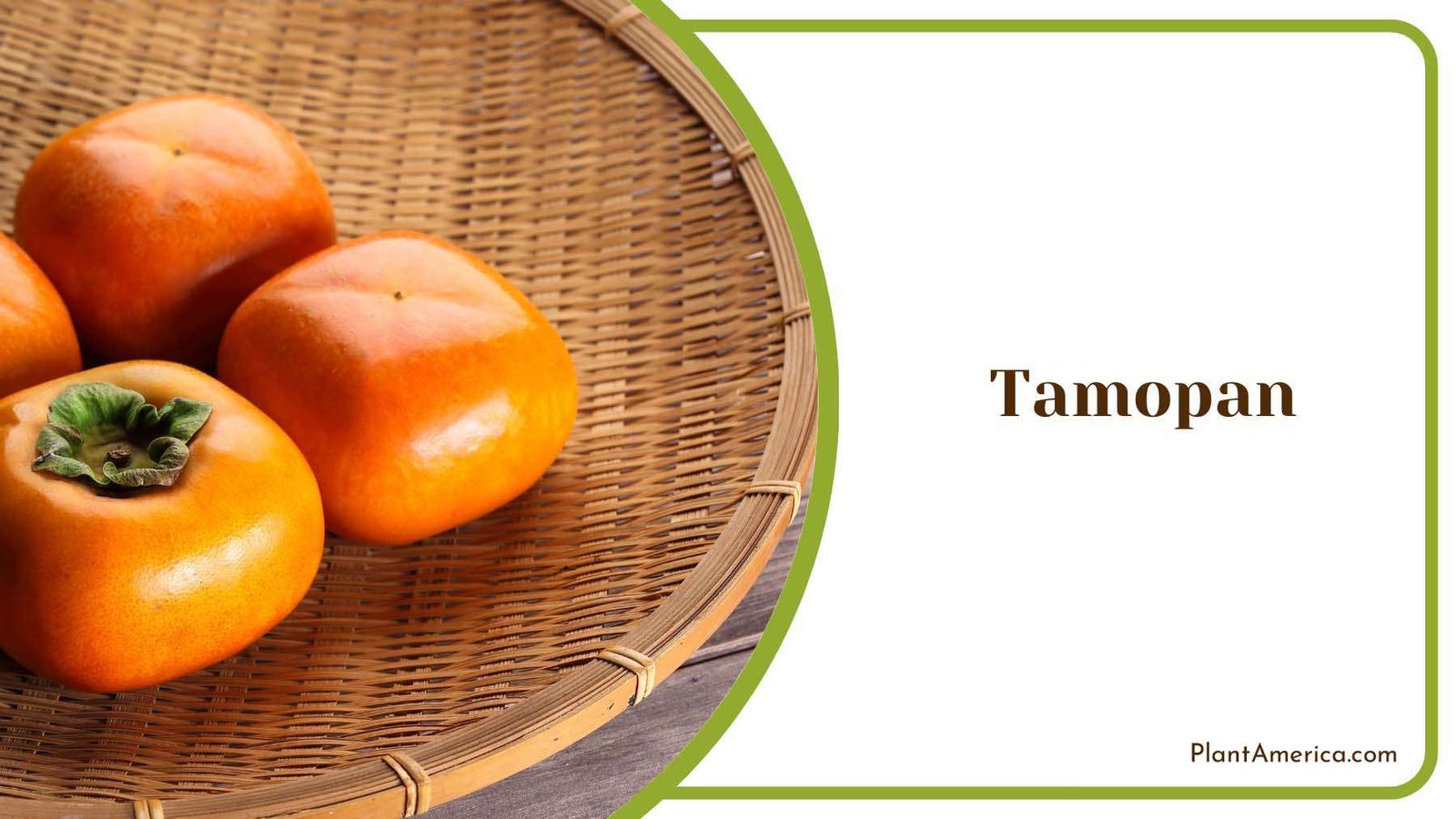 Golden Tamopan Plant America