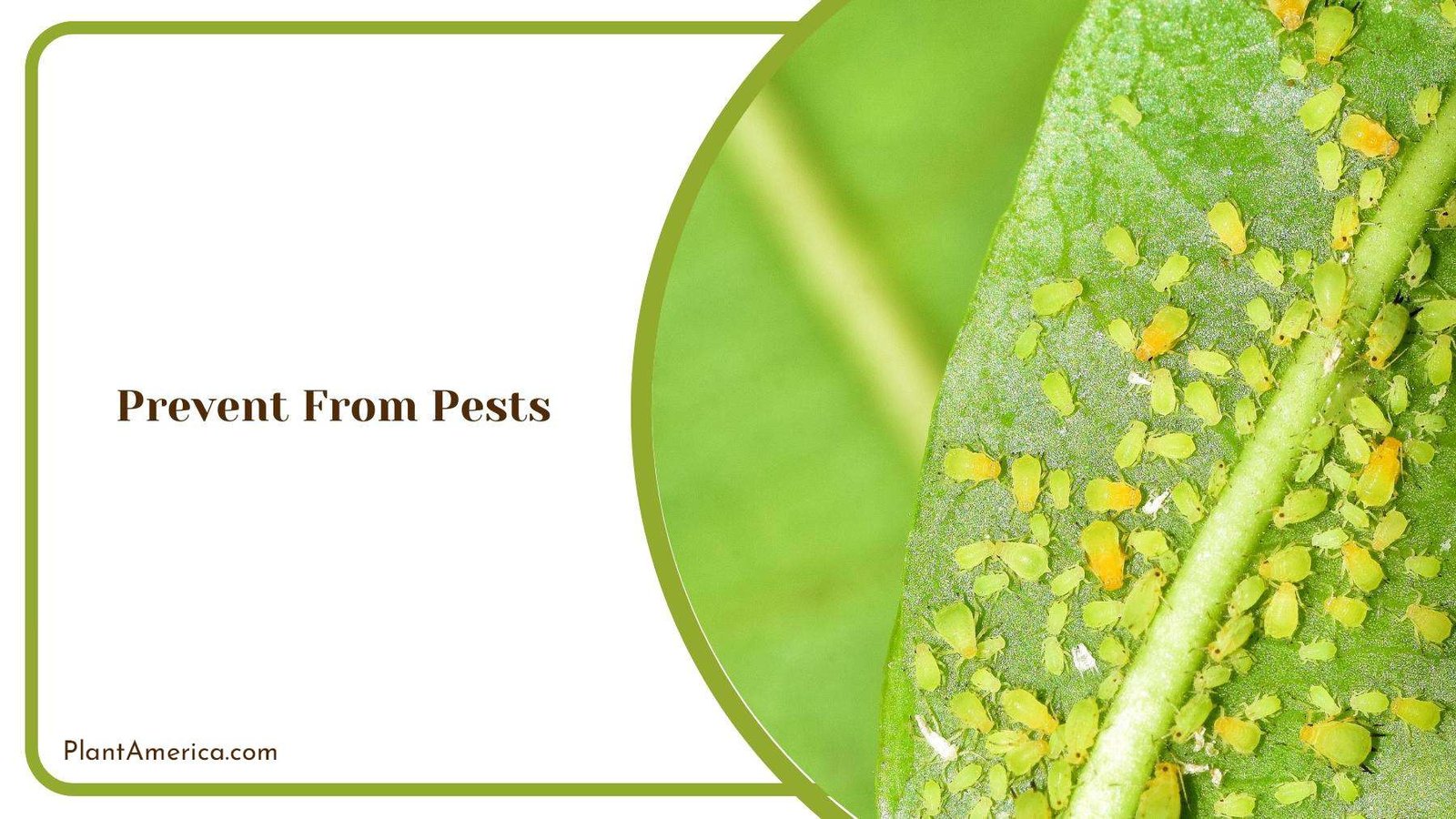 Green Aphids On Plant Leaf Plant America