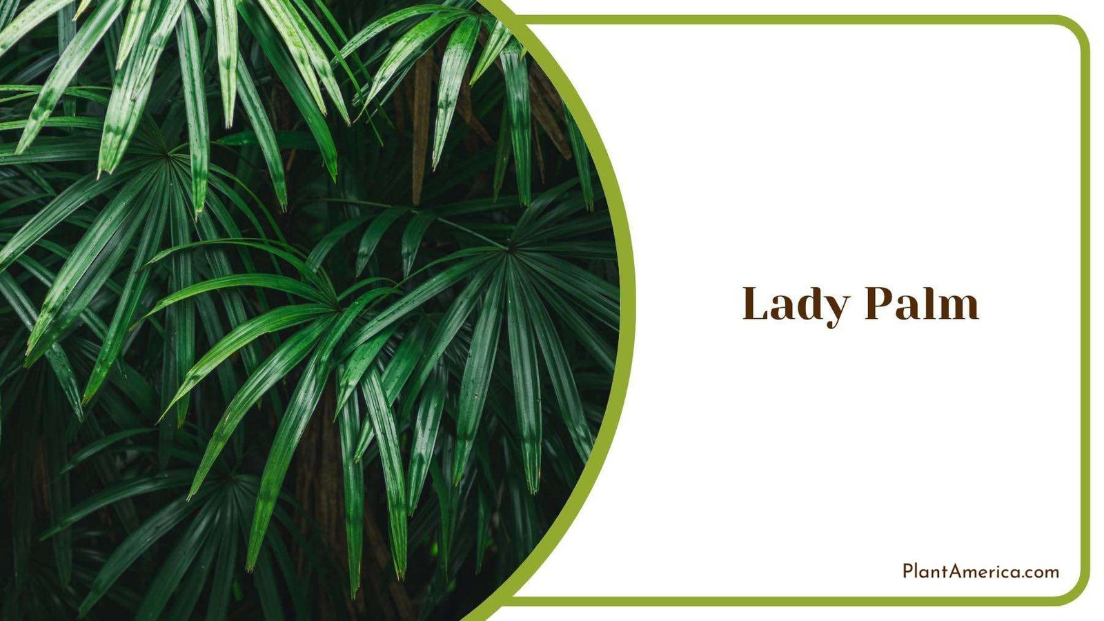 Green Beautiful Lady Palm Plant America Green Beautiful Lady Palm Plant America