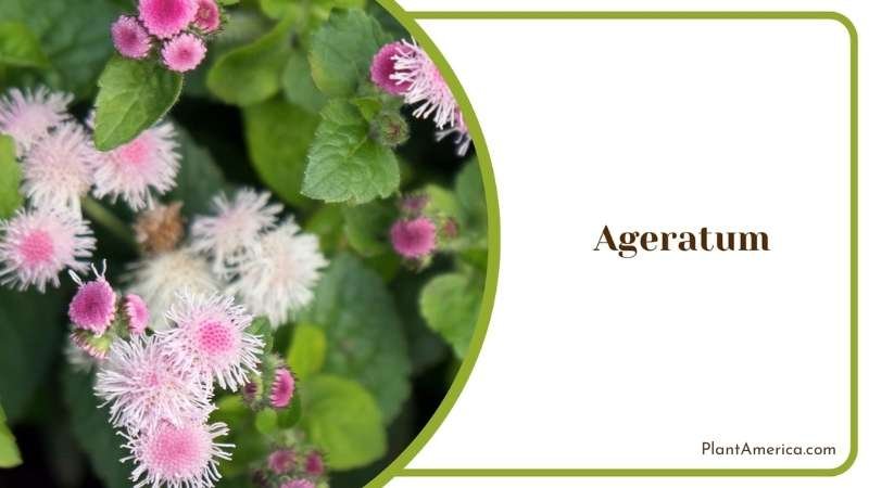 Growing Ageratum At Home Plant America