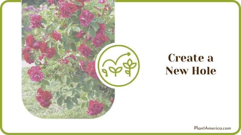 Growing Beautiful Bush Roses Growing Beautiful Bush Roses