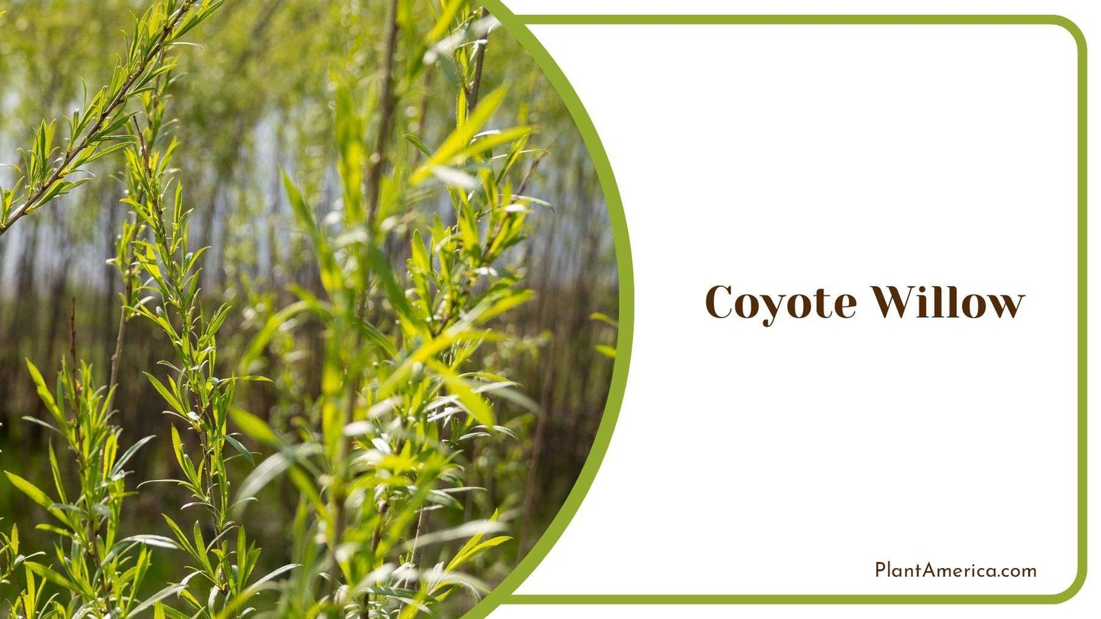 Growing Coyote Willow PlantAmerica Growing Coyote Willow PlantAmerica