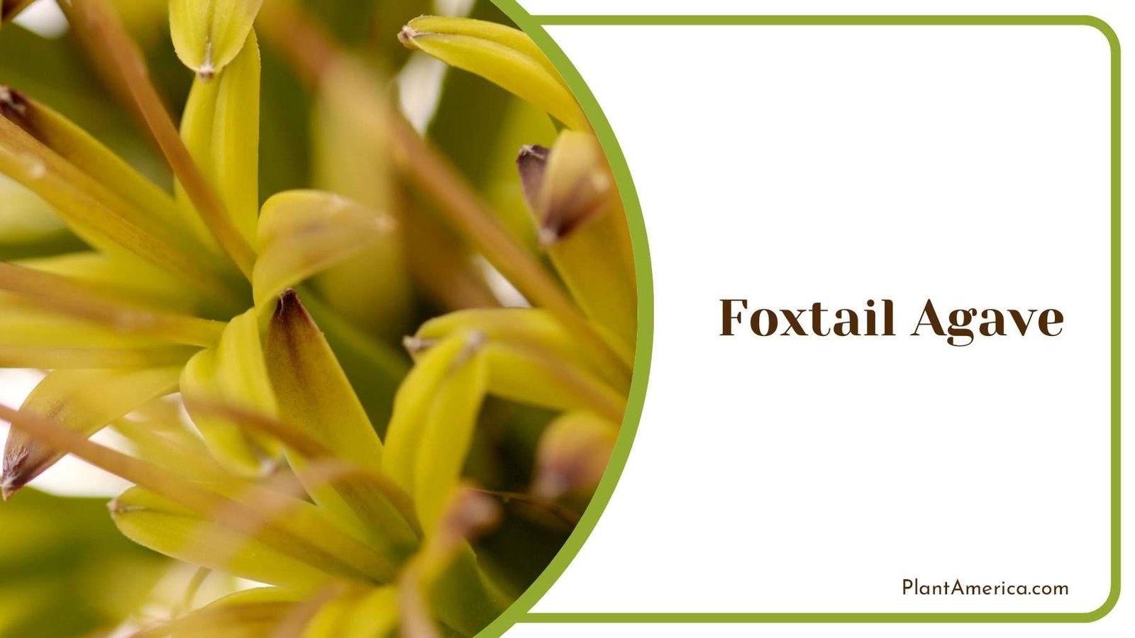 Growing Foxtail Agave Plant America Growing Foxtail Agave Plant America