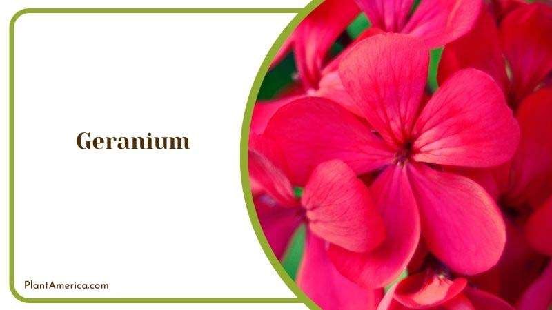 Growing Geranium Indoor Plant America 1