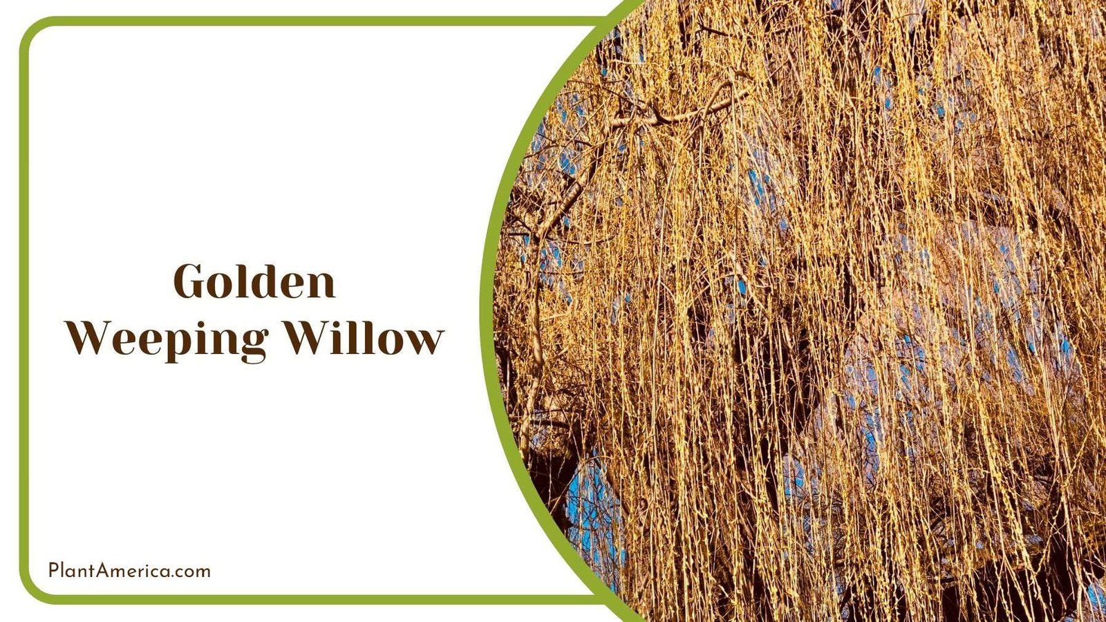 Growing Golden Weeping Willow PlantAmerica Growing Golden Weeping Willow PlantAmerica