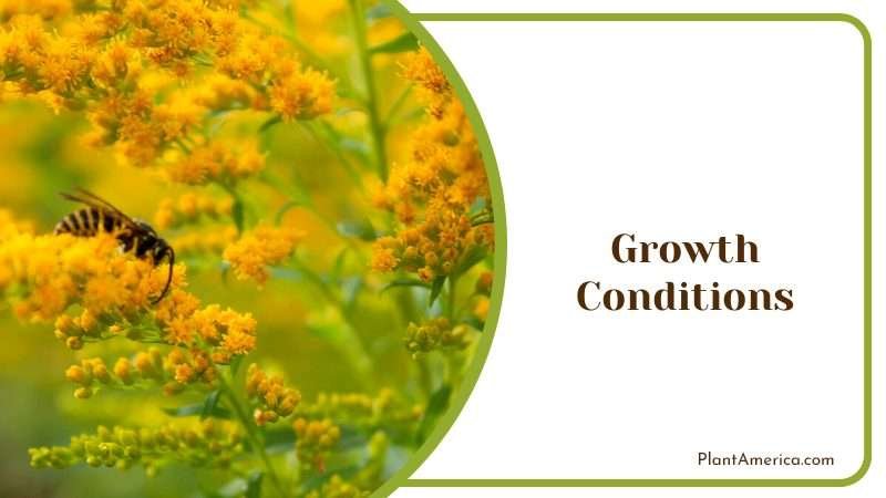 Growing Goldenrod in Garden Plant America