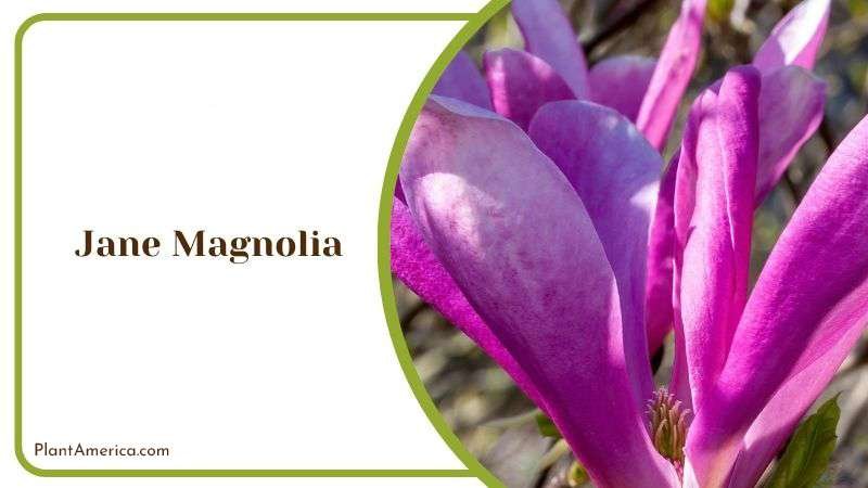 Growing Jane Magnolia at Home PlantAmerica