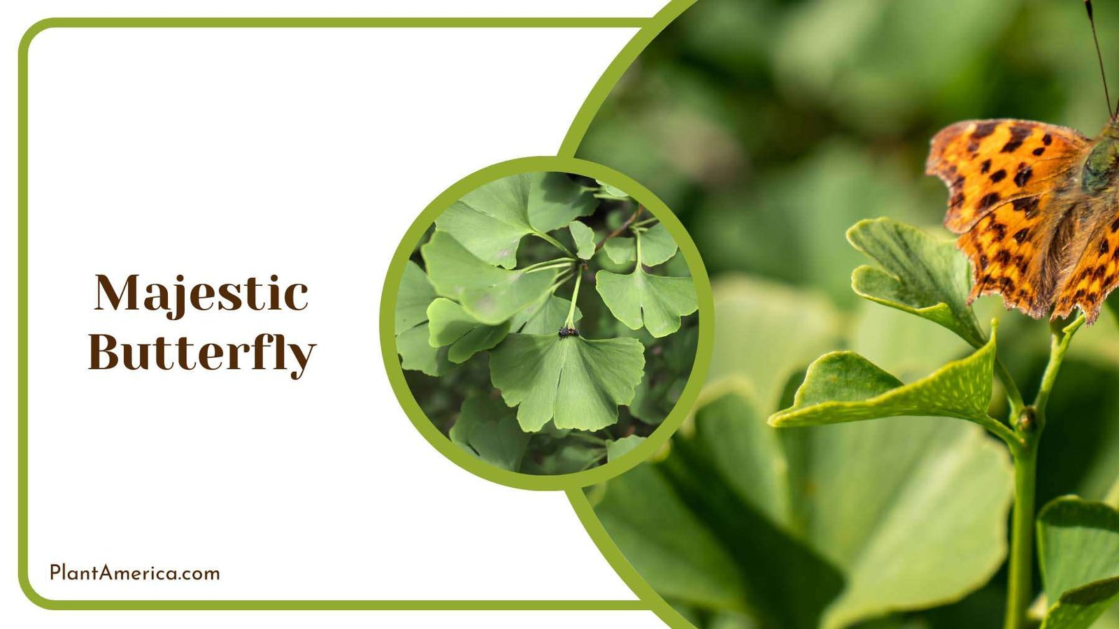 Growing Majestic Butterfly Plant America