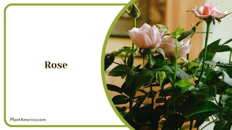 Growing Rose at Home Plant America 1
