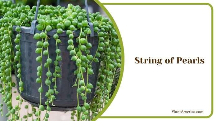 9 Types of String Plants: Ones That Add Indoor Aesthetics - Plant America
