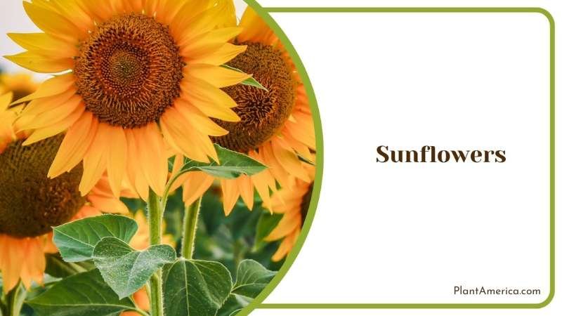 Growing Sunflowers Outdoor Plant America