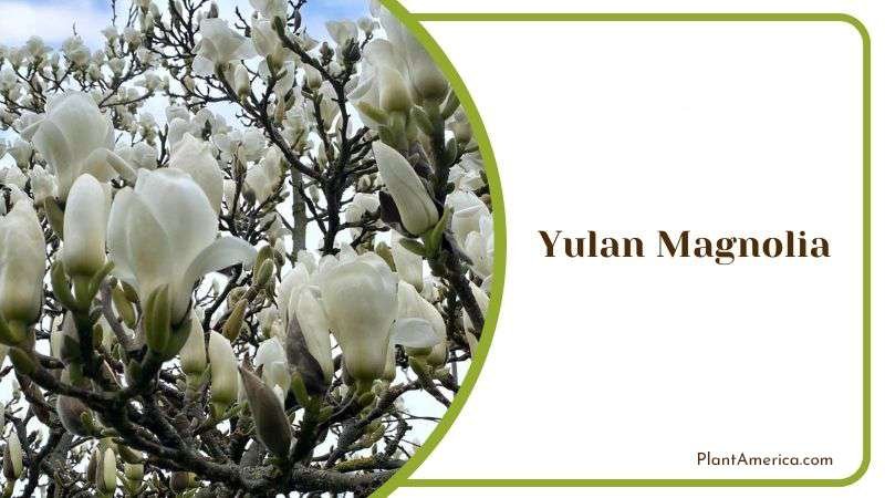Growing Yulan Magnolia PlantAmerica