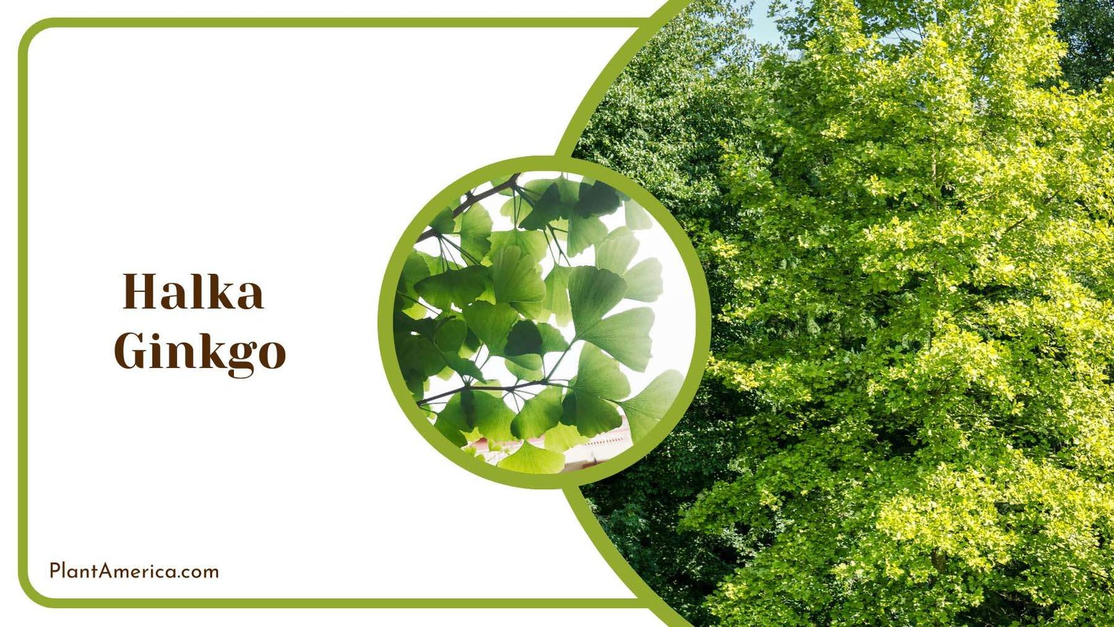 Halka Ginkgo Tree Plant America