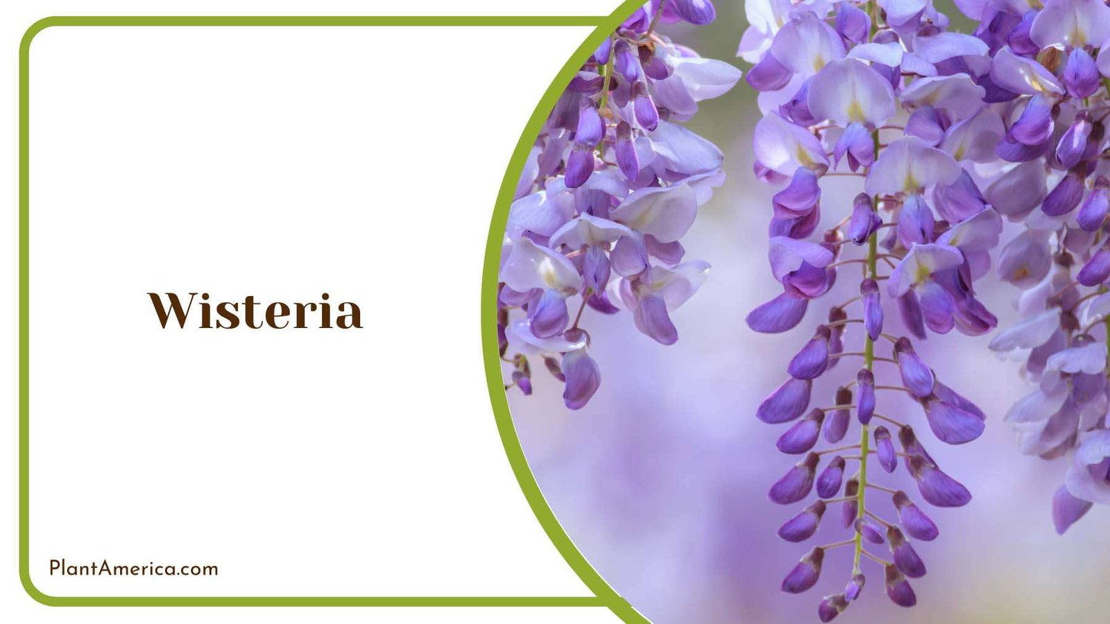 Hanging On Wall Wisteria Plant America