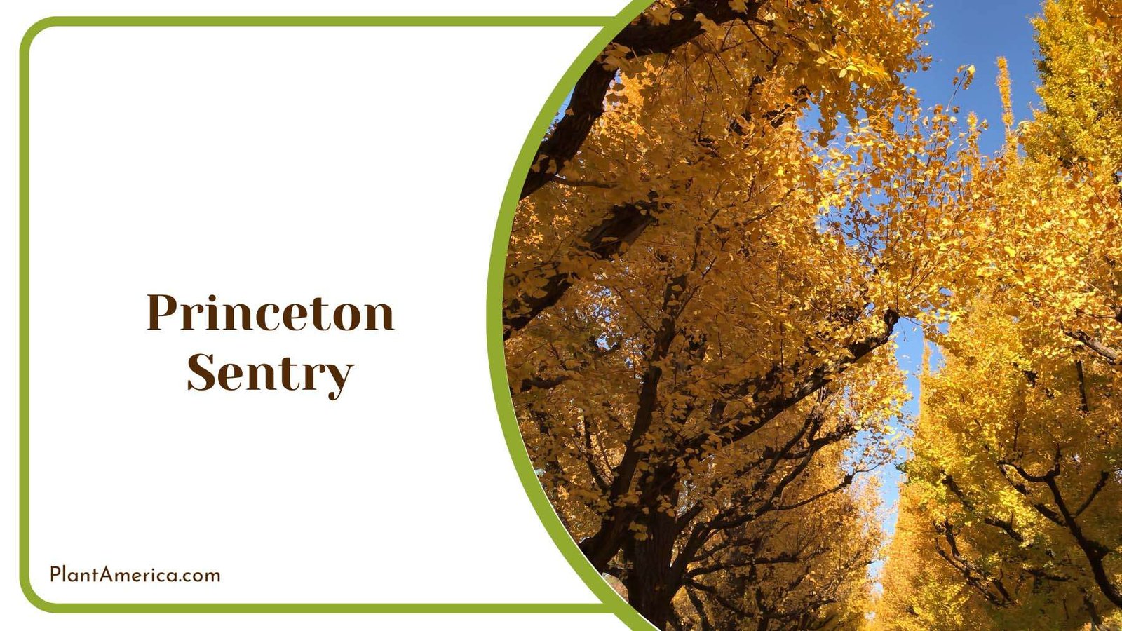 Healthy Princeton Sentry Plant America