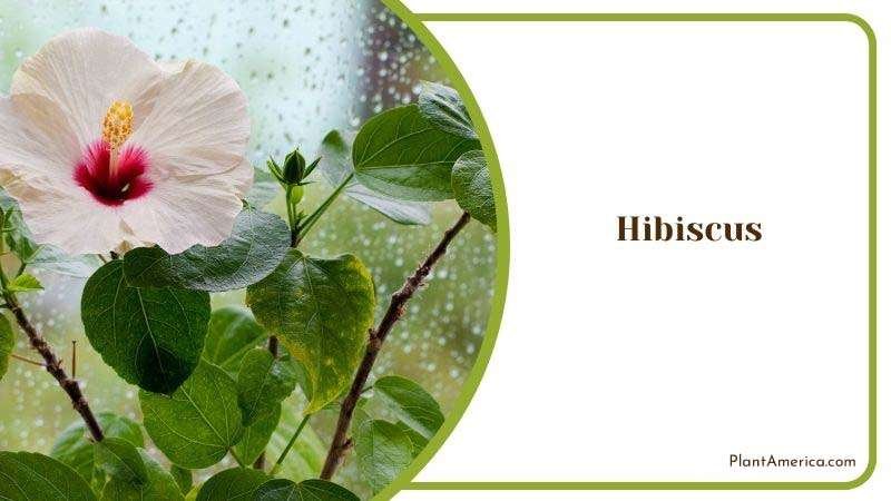 Hibiscus Growing Season Plant America 1