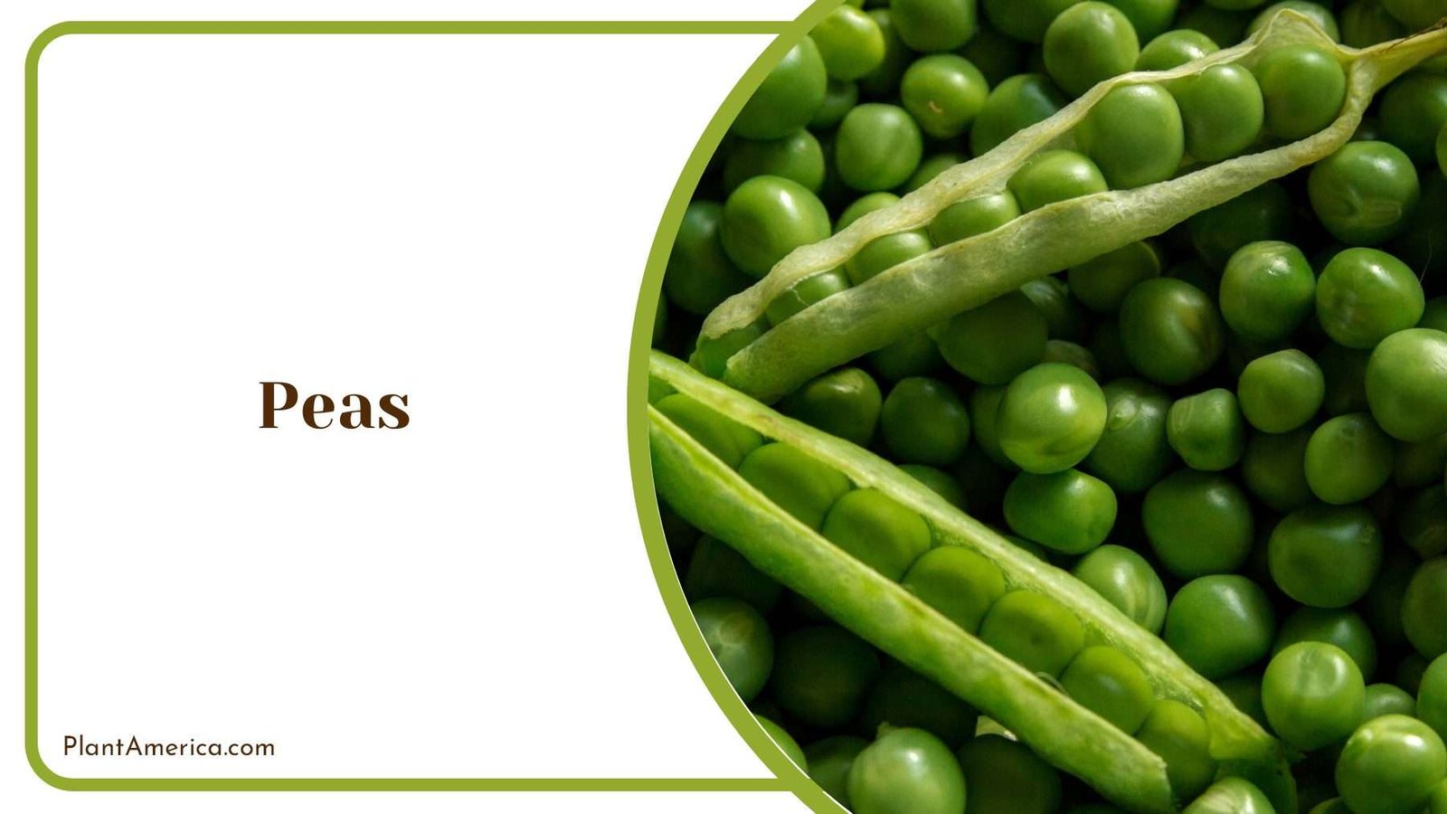 Homegrown Sweet Peas Plant America