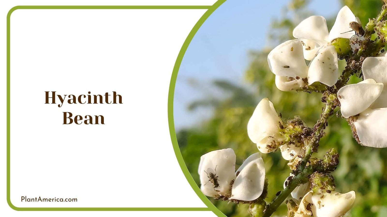Hyacinth Bean Flower Plant America