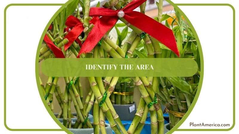 Identifying Area for Lucky Bamboo Plantamerica Identifying Area for Lucky Bamboo Plantamerica