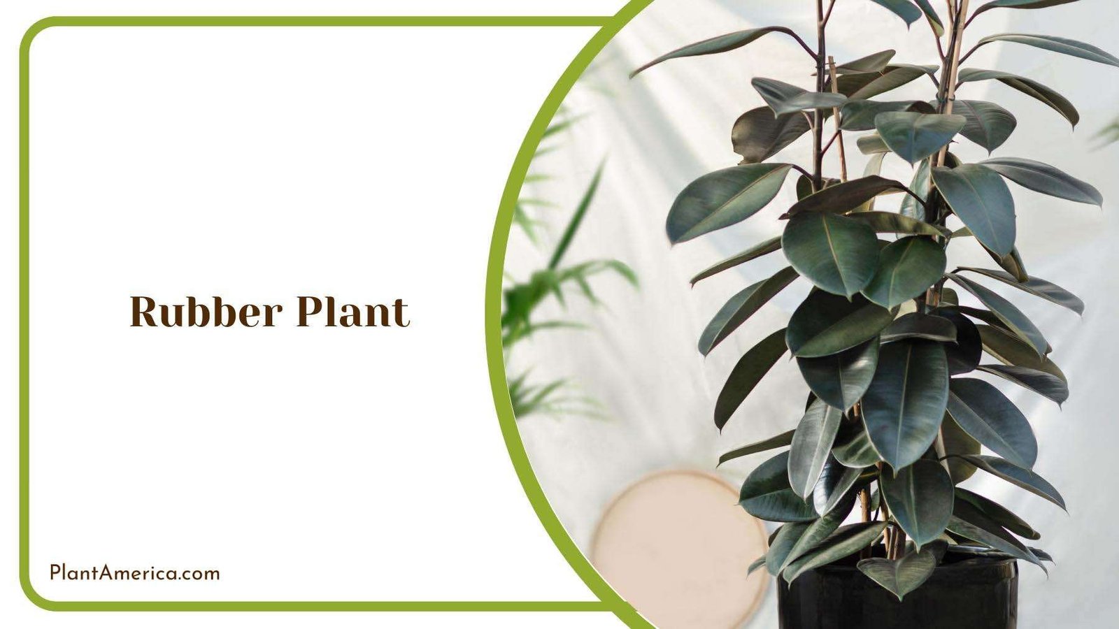 Indoor Beauty Rubber Plant Plant America Indoor Beauty Rubber Plant Plant America