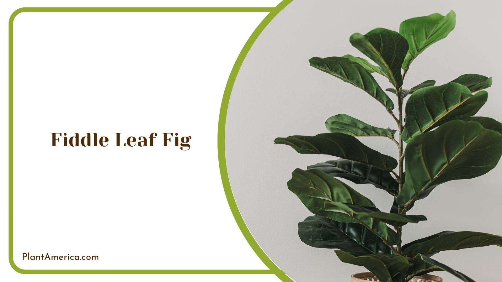 Indoor Fiddle Leaf Fig Plant America Indoor Fiddle Leaf Fig Plant America