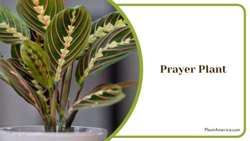 Indoor Prayer Plant Plant America 1