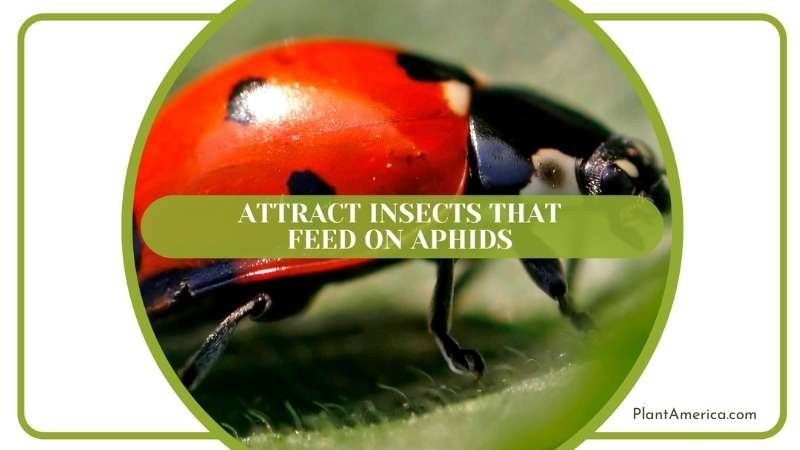 Insects Depend on Aphids Plant America Insects Depend on Aphids Plant America