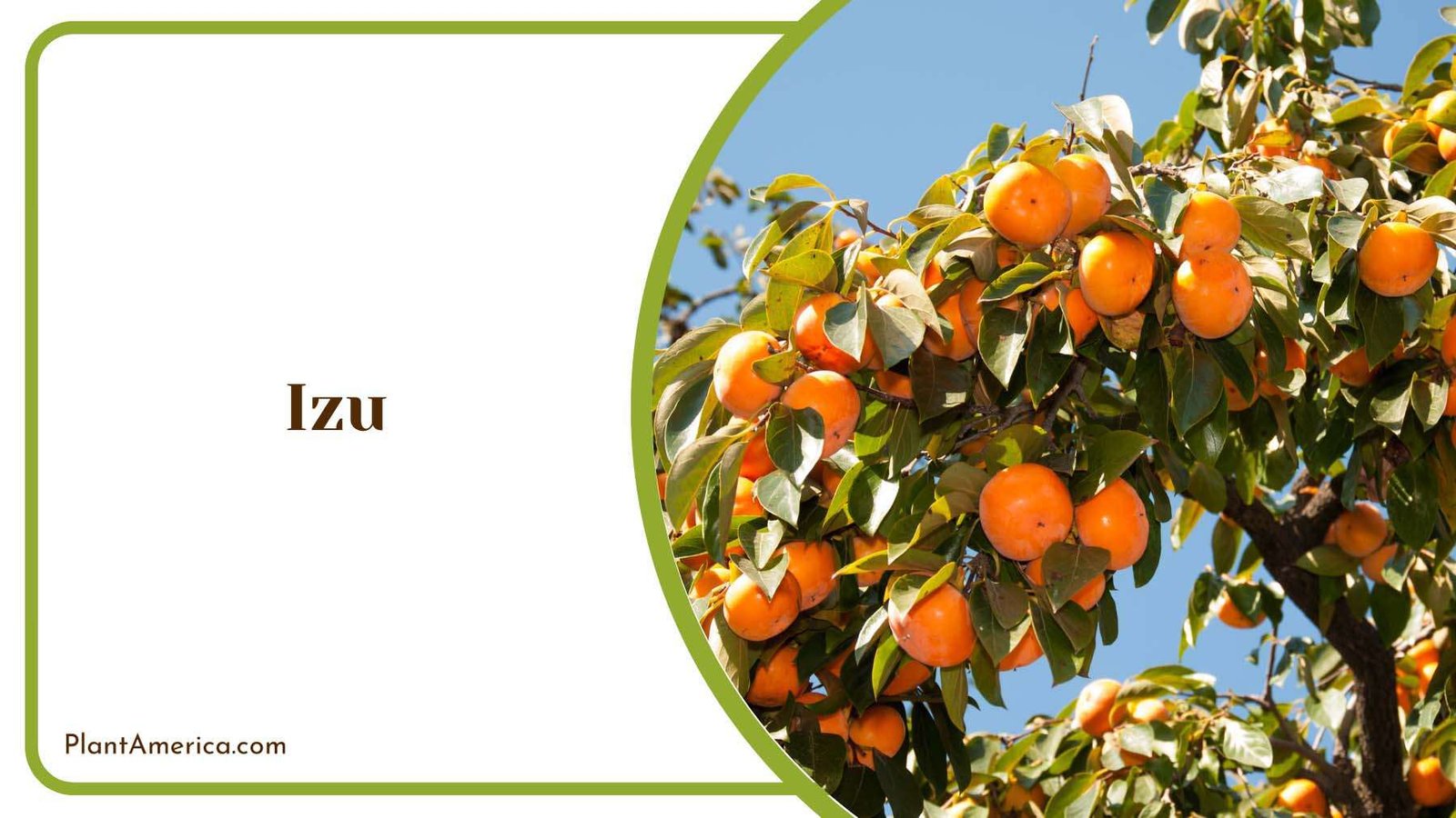 Izu On The Branches Plant America