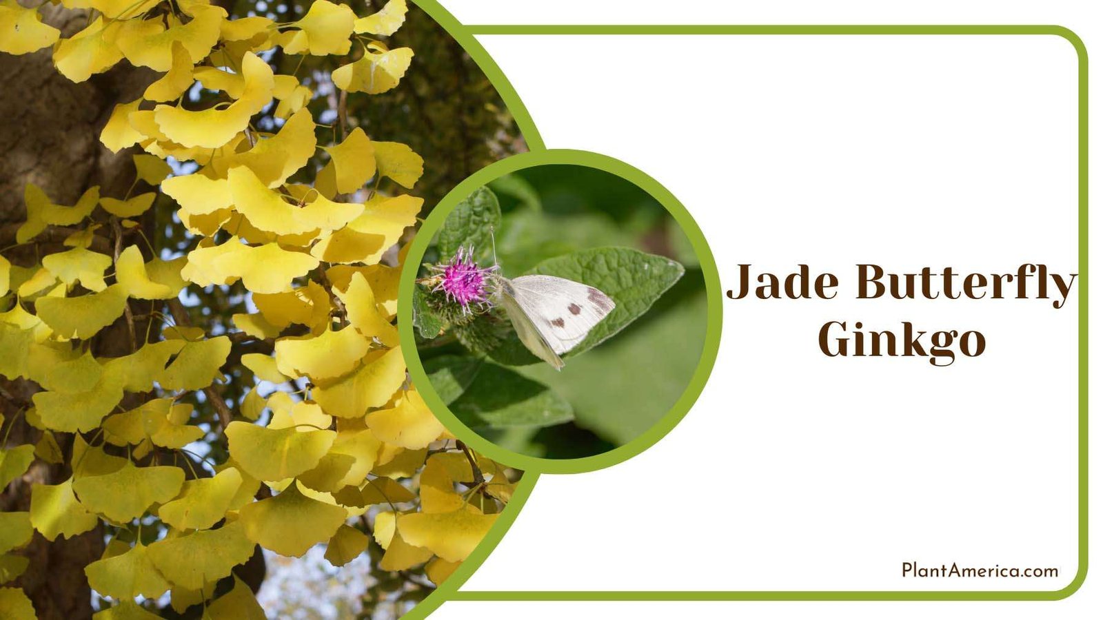 Jade Butterfly Ginkgo Tree Plant America