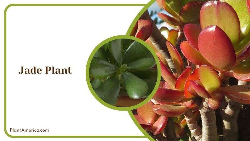 Jade Plant also Crassula Ovata Plant America Jade Plant also Crassula Ovata Plant America