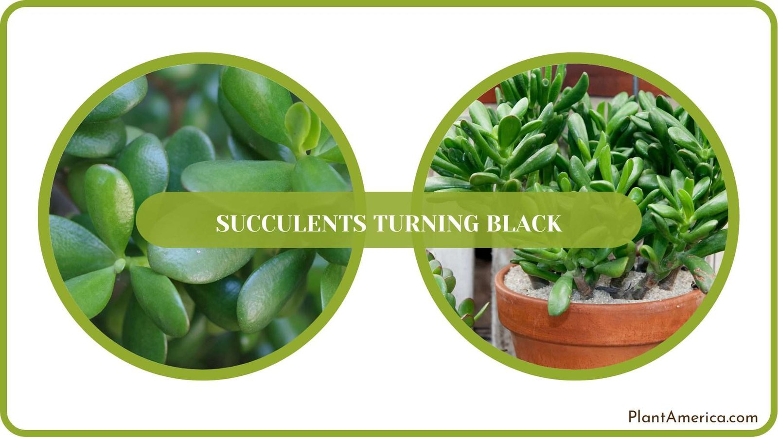 Jade Plants Care Plant America