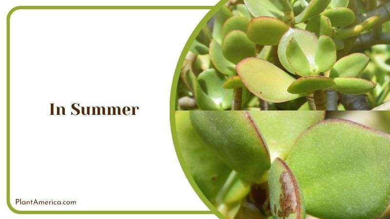 Jade Plants Outside In Summer Plant America Jade Plants Outside In Summer Plant America
