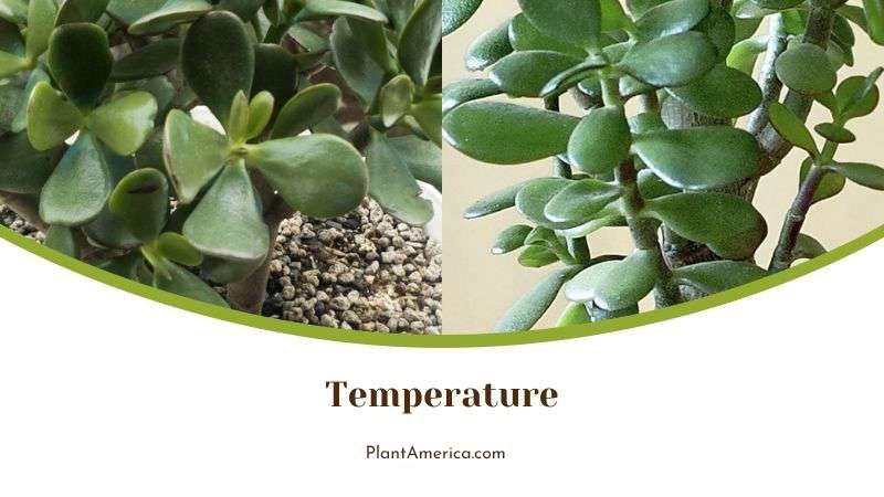 Jade Plants Temperature Requirement Plant America Jade Plants Temperature Requirement Plant America