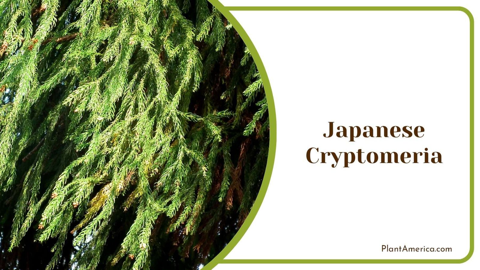 Japanese Cryptomeria Medium Size Plant America