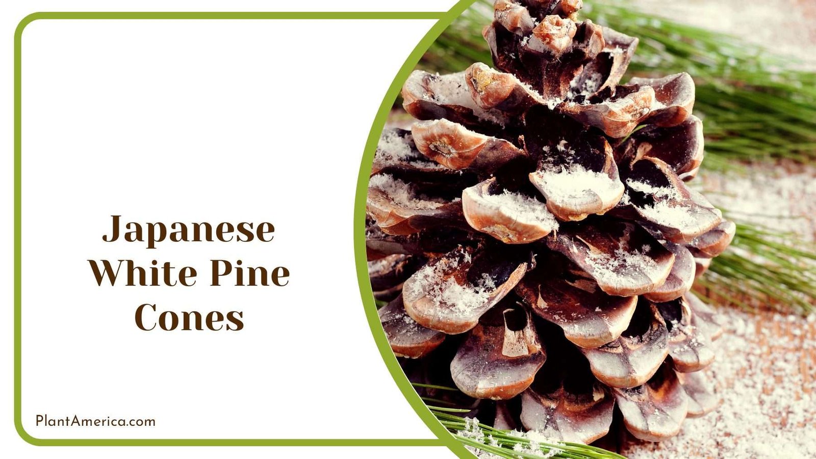 Japanese White Pine Cones PlantAmerica