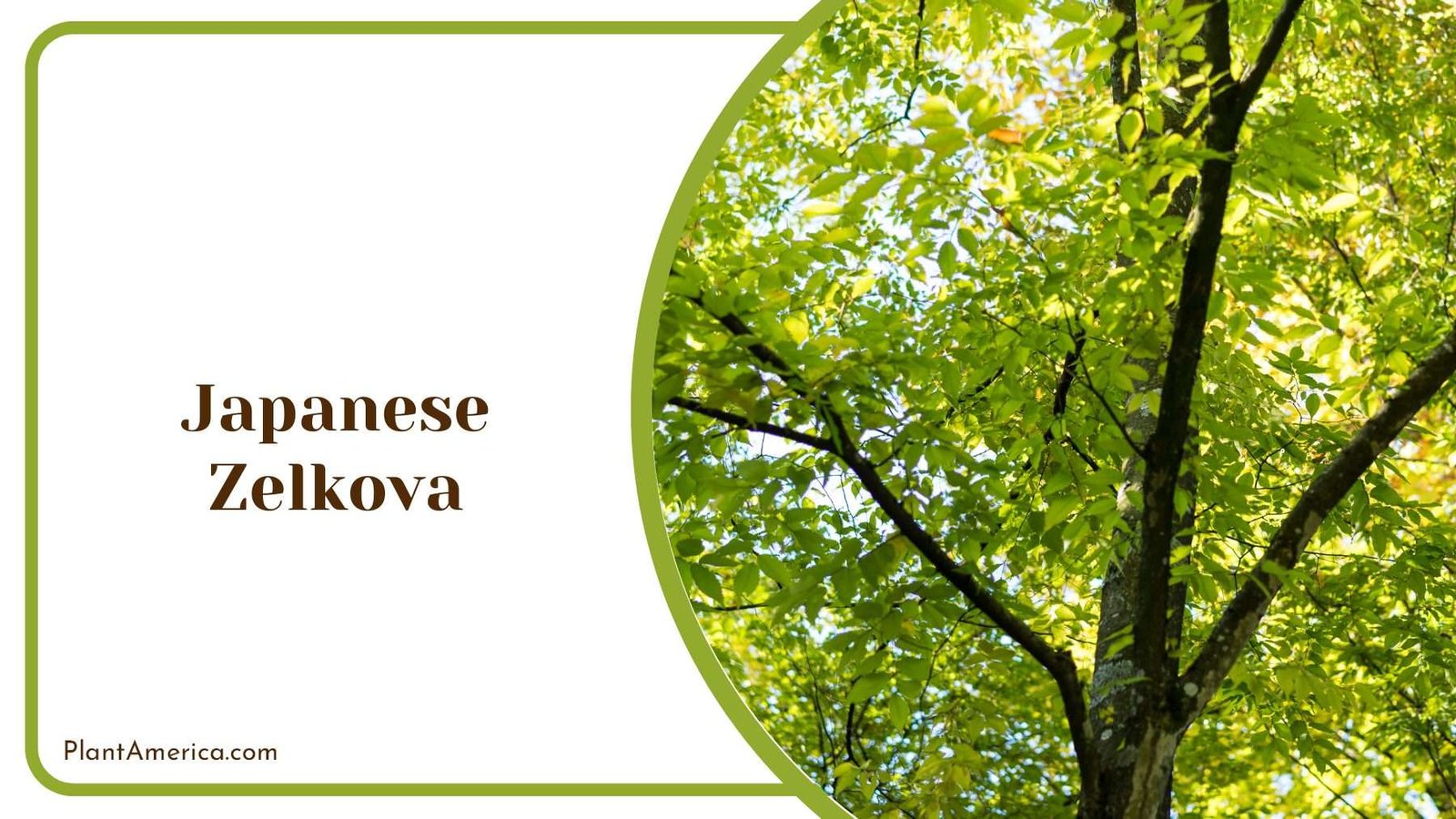 Japanese Zelkova Plant America Japanese Zelkova Plant America