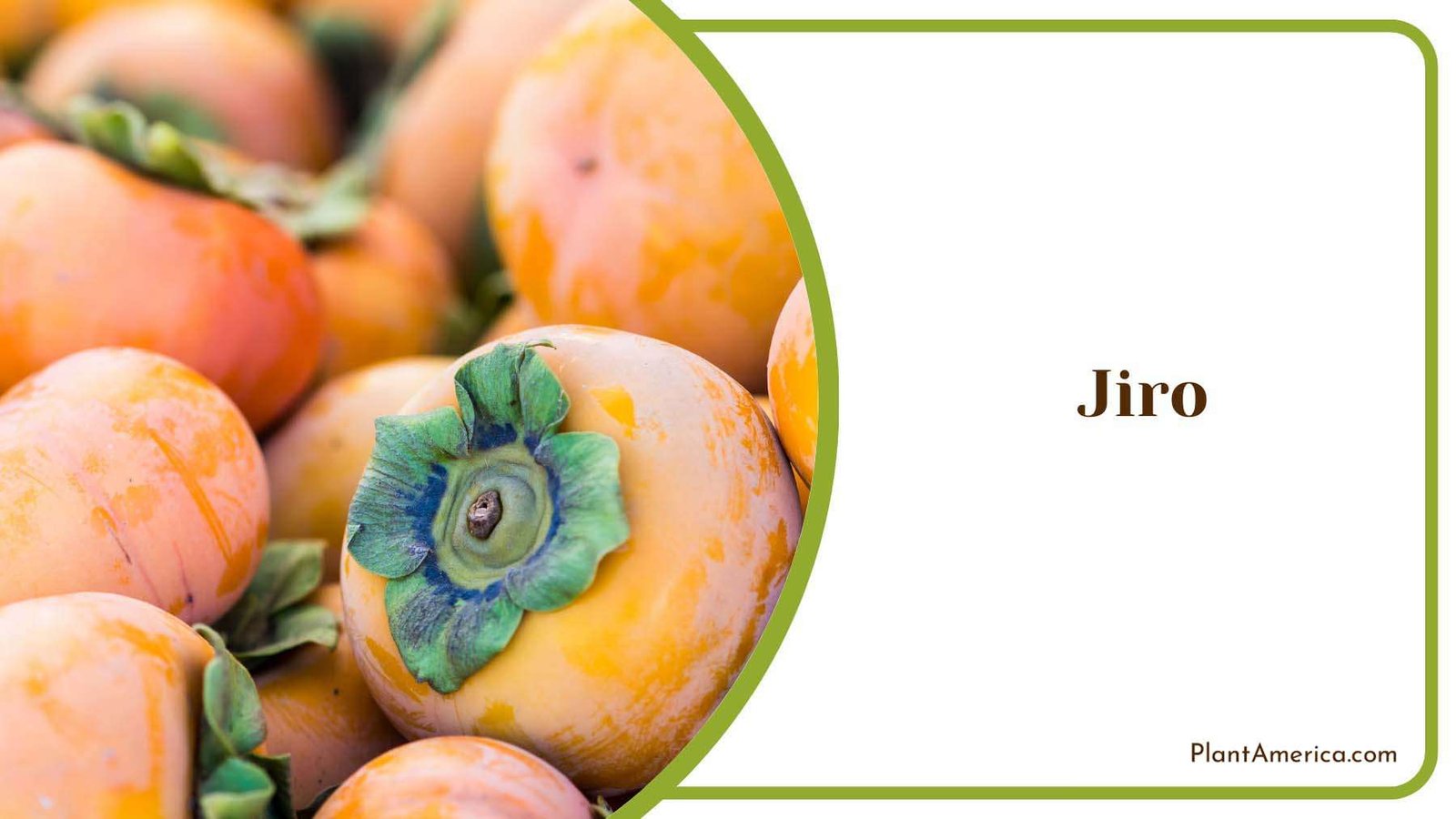 Jiro Medium Size Plant America