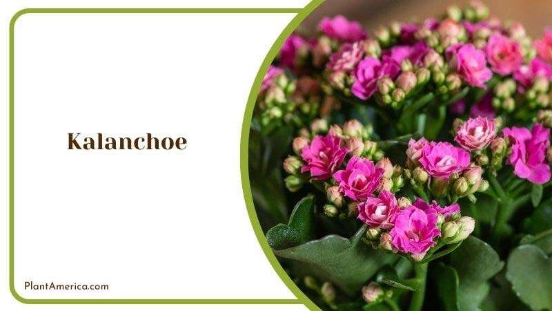 Kalanchoe or Widow s Thrill Plant America 1