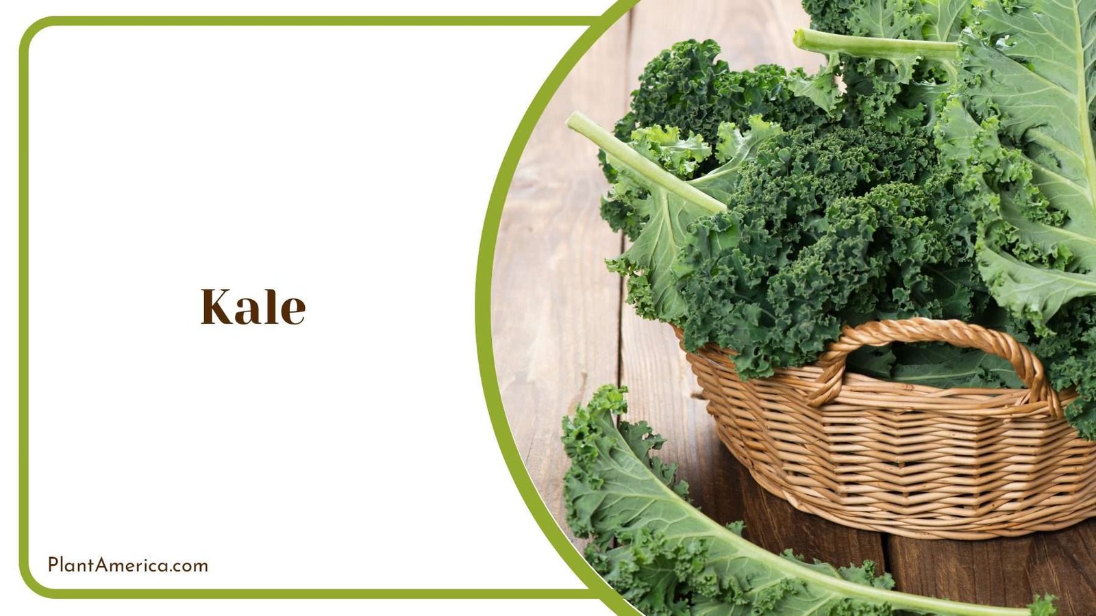 Kale In Wood Pot Plant America