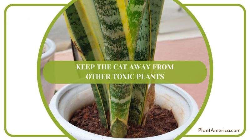 Keeping Cat Away from Toxic Plants PlantAmerica