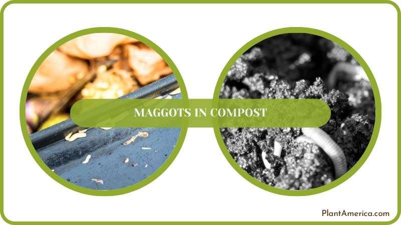 Keeping Compost Maggot Free Plant America