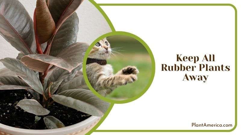 Keeping Rubber Plants Away from Cats Plant America
