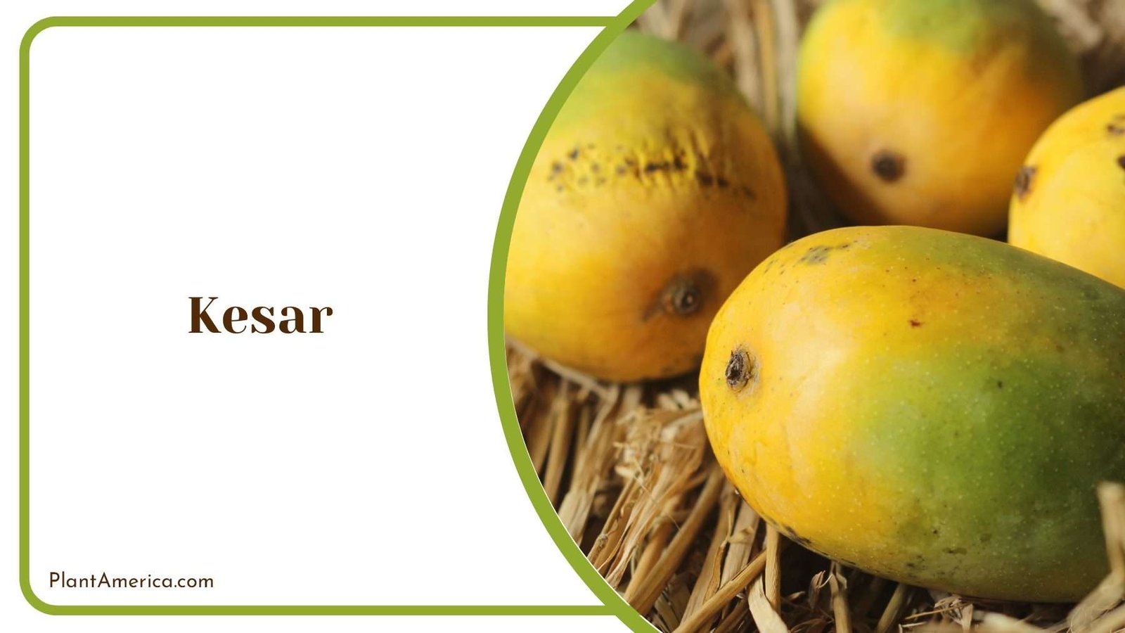 Kesar Saffron Colored Fruit PlantAmerica